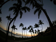 カアナパリビーチのヤシの木と夕焼け
